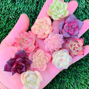 5/10 pcs Rare imported mini succulent mixed plants( no ID)