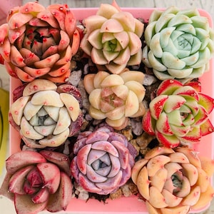 9 pcs mixed imported Echeveria rosette succulent plants ( no ID)