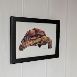 Op de afbeelding: Een ingelijst aquarel schilderij van een schildpad met een bruine schild en een lichtbruin lichaam. De schildpad loopt op een witte achtergrond. Het schilderij is gesigneerd "Clara".