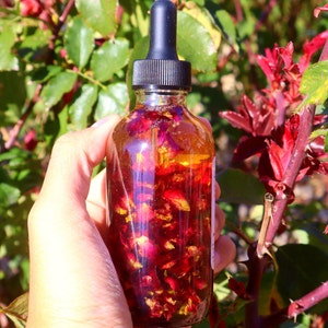 May include: A clear glass bottle with a black dropper filled with a golden liquid and red rose petals. The bottle is held in front of a background of green leaves and red rose stems. The bottle is likely a cosmetic or skincare product.