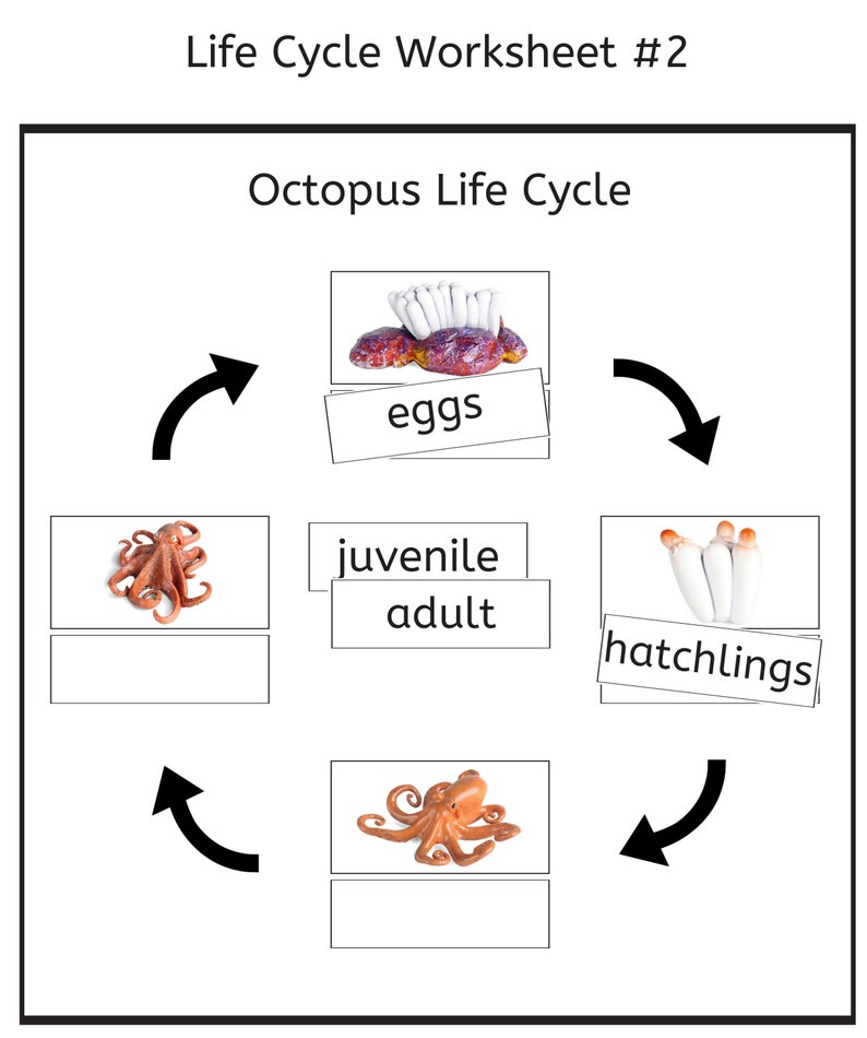 Octopus Life Cycle 3part Cards & Worksheets PDF / Montessori Biology