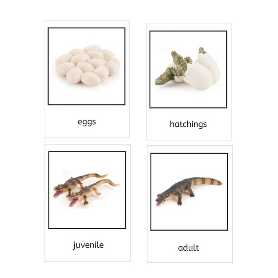 Life Cycle Of A Crocodile