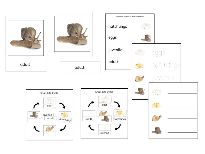 Snail Life Cycle 3part Cards & Worksheets PDF / Montessori Biology
