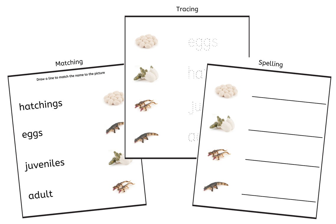 Crocodile Life Cycle 3-part Cards & Worksheets PDF / Montessori Biology
