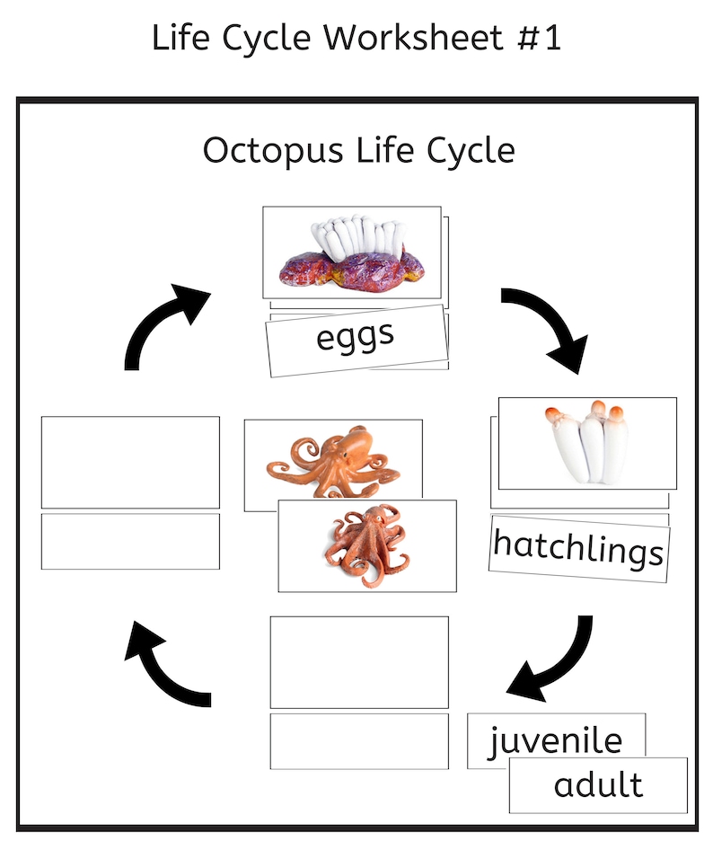 Octopus Life Cycle 3part Cards & Worksheets PDF / Montessori Biology