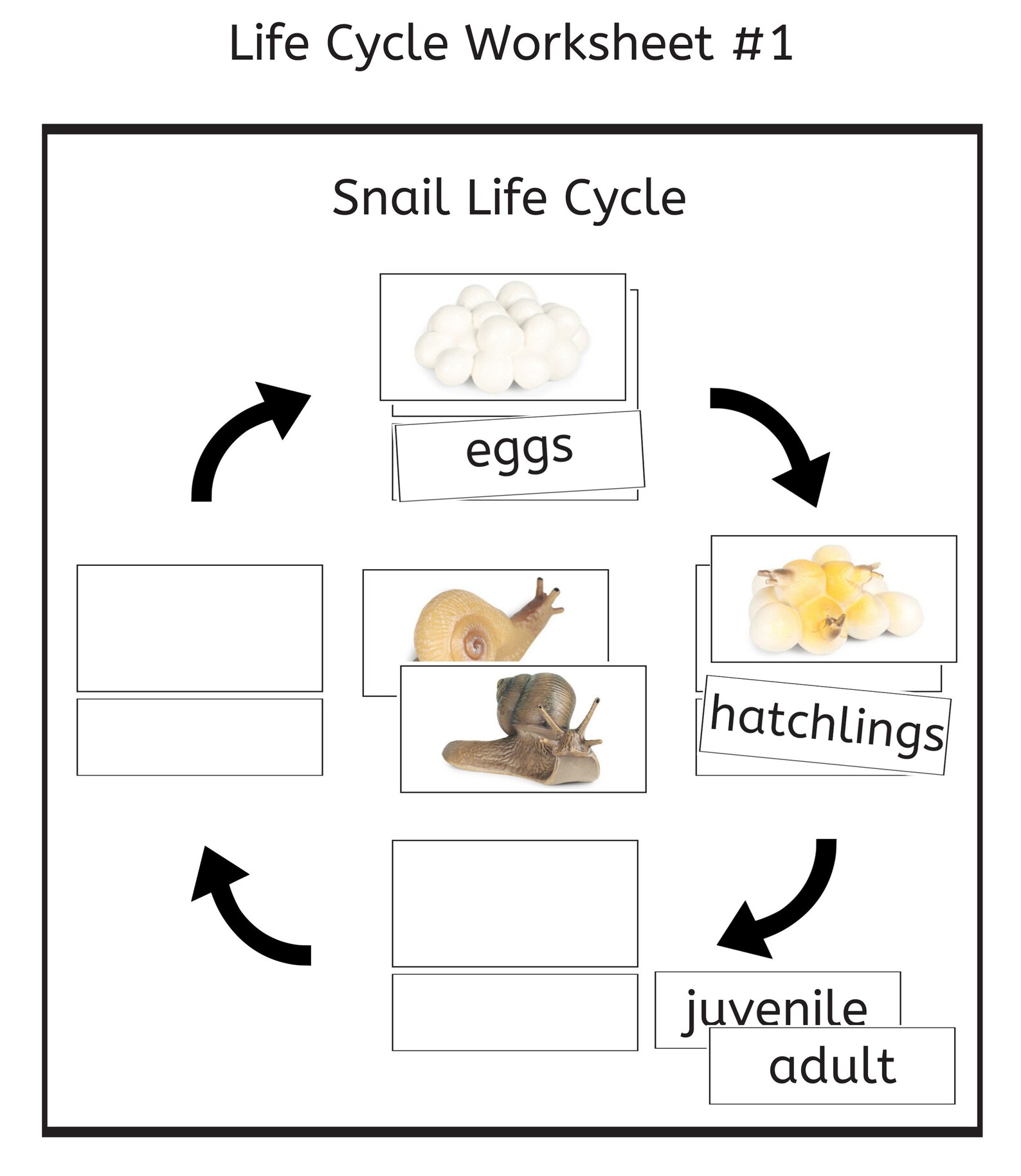 Snail Life Cycle 3part Cards & Worksheets PDF / Montessori Biology