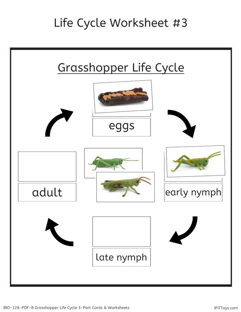 Grasshopper Life Cycle 3-part Cards &amp; Worksheets PDF - Etsy