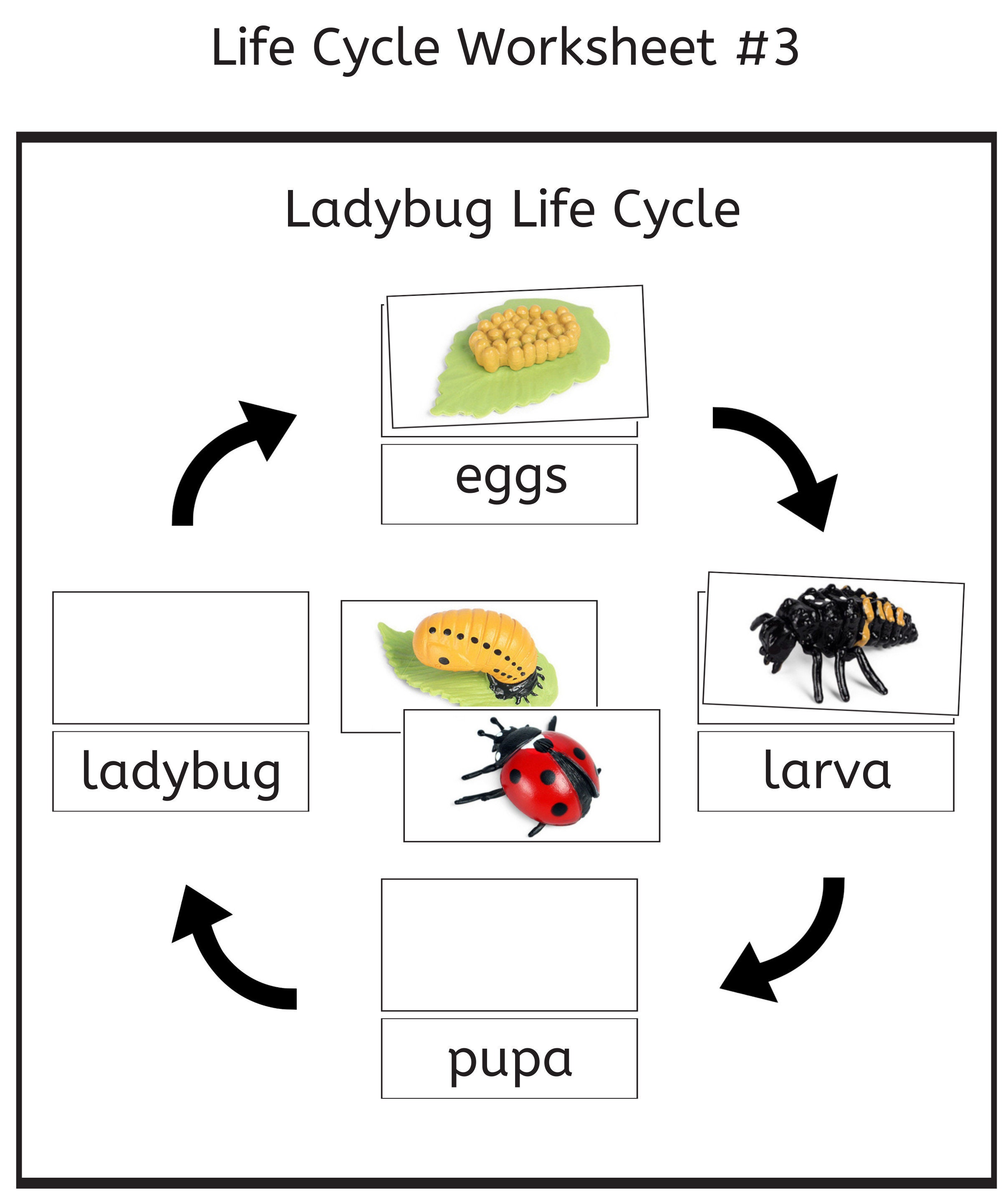 ladybug-life-cycle-3-part-cards-worksheets-pdf-etsy