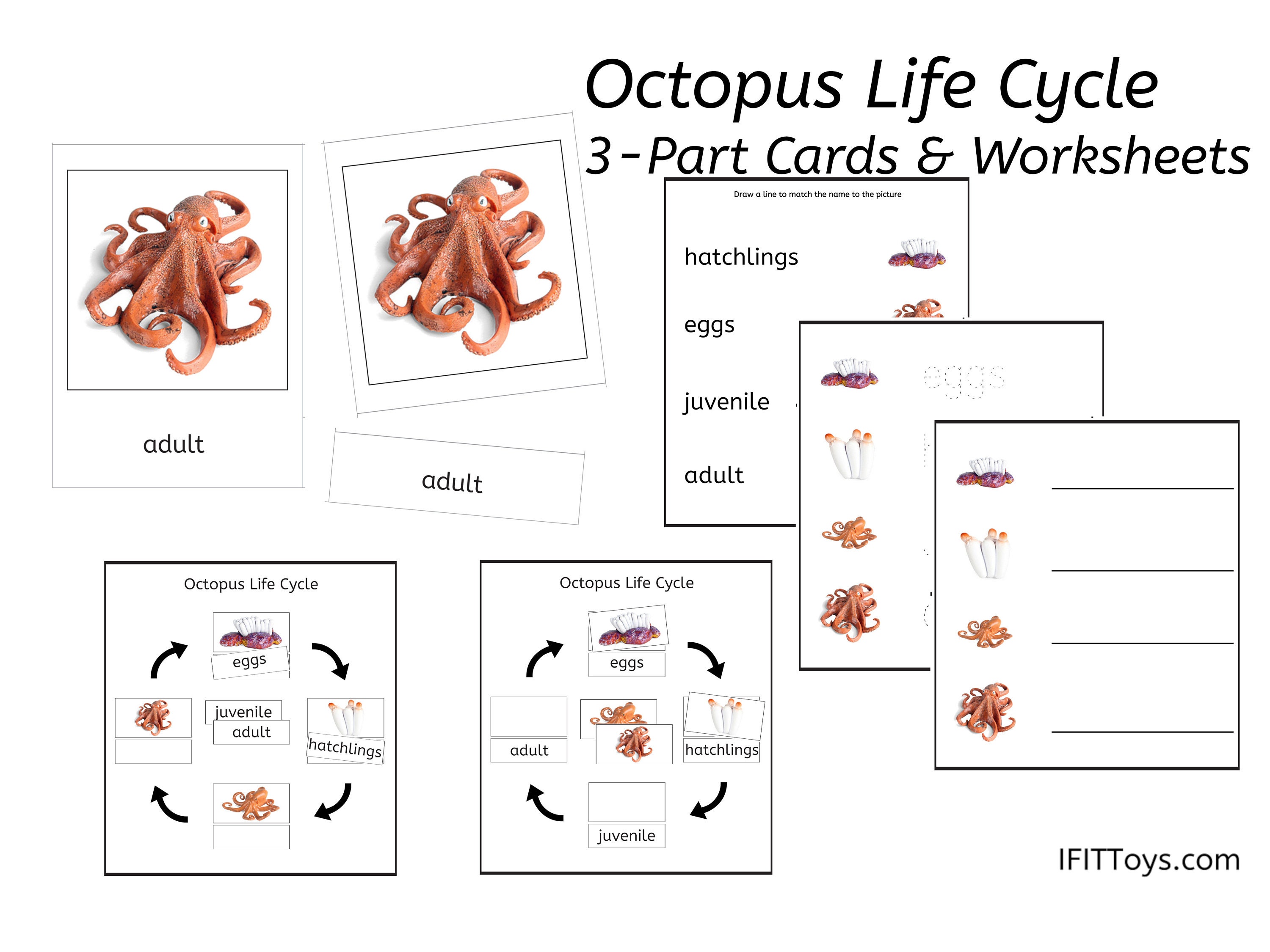 Octopus Life Cycle 3part Cards & Worksheets PDF / Montessori Biology Materials, Downloadable