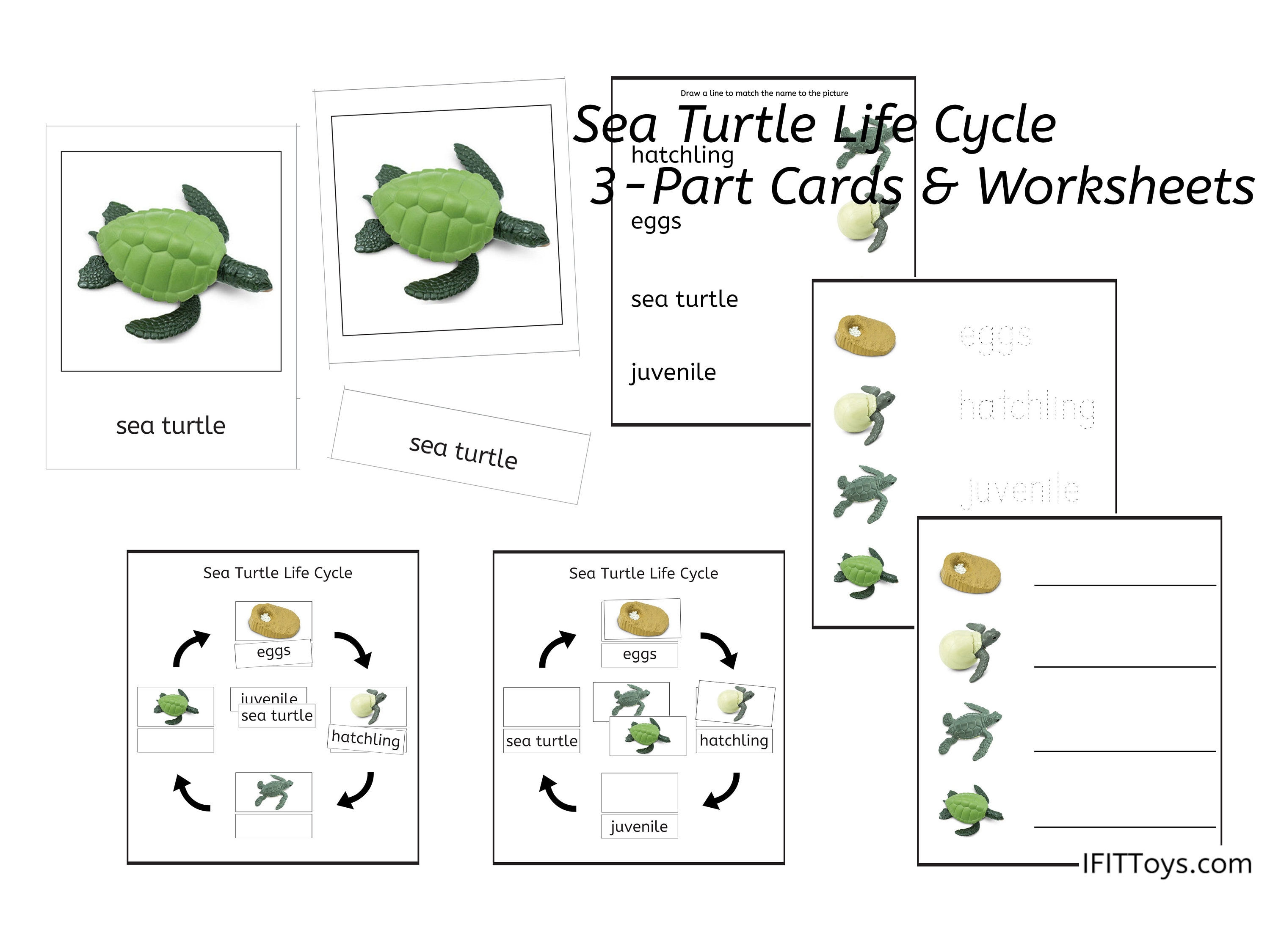 Turtle Life Cycle Worksheet