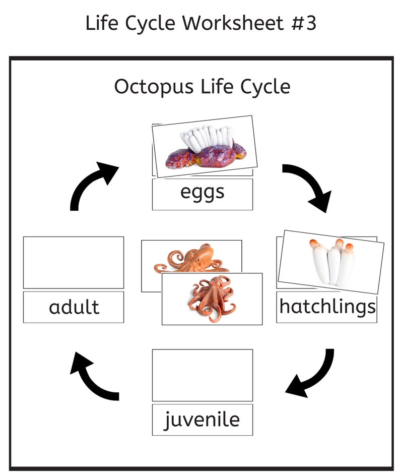 Octopus Life Cycle 3part Cards & Worksheets PDF / Montessori Biology