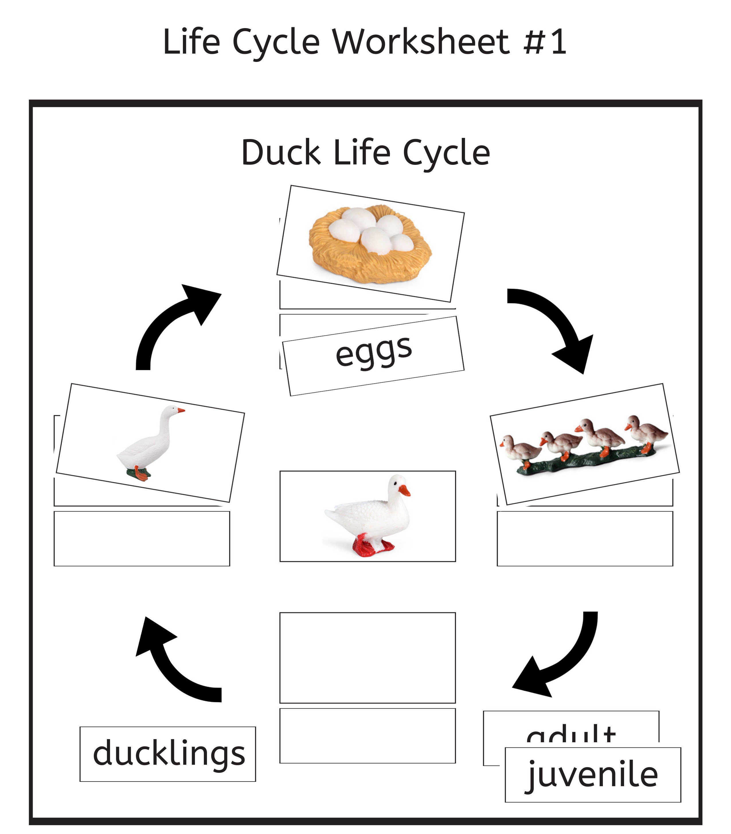 Duck Life Cycle 3-part Cards & Worksheets PDF / Montessori 