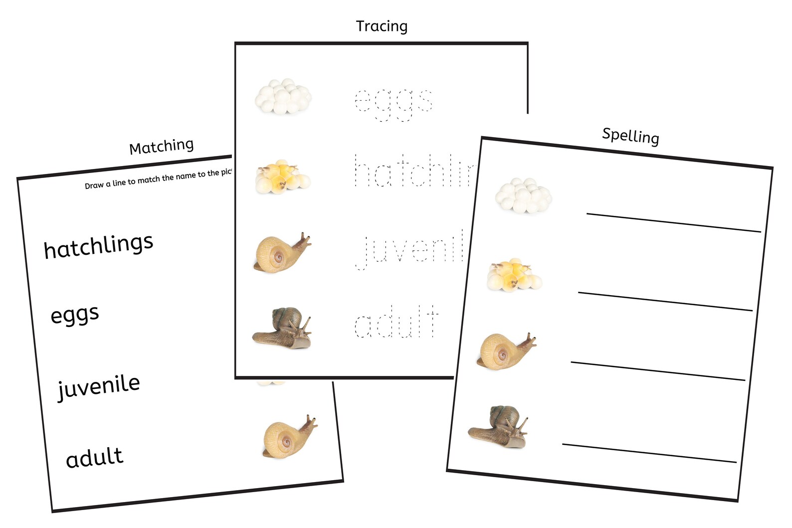 Snail Life Cycle 3part Cards & Worksheets PDF / Montessori Biology Materials, Downloadable PDF