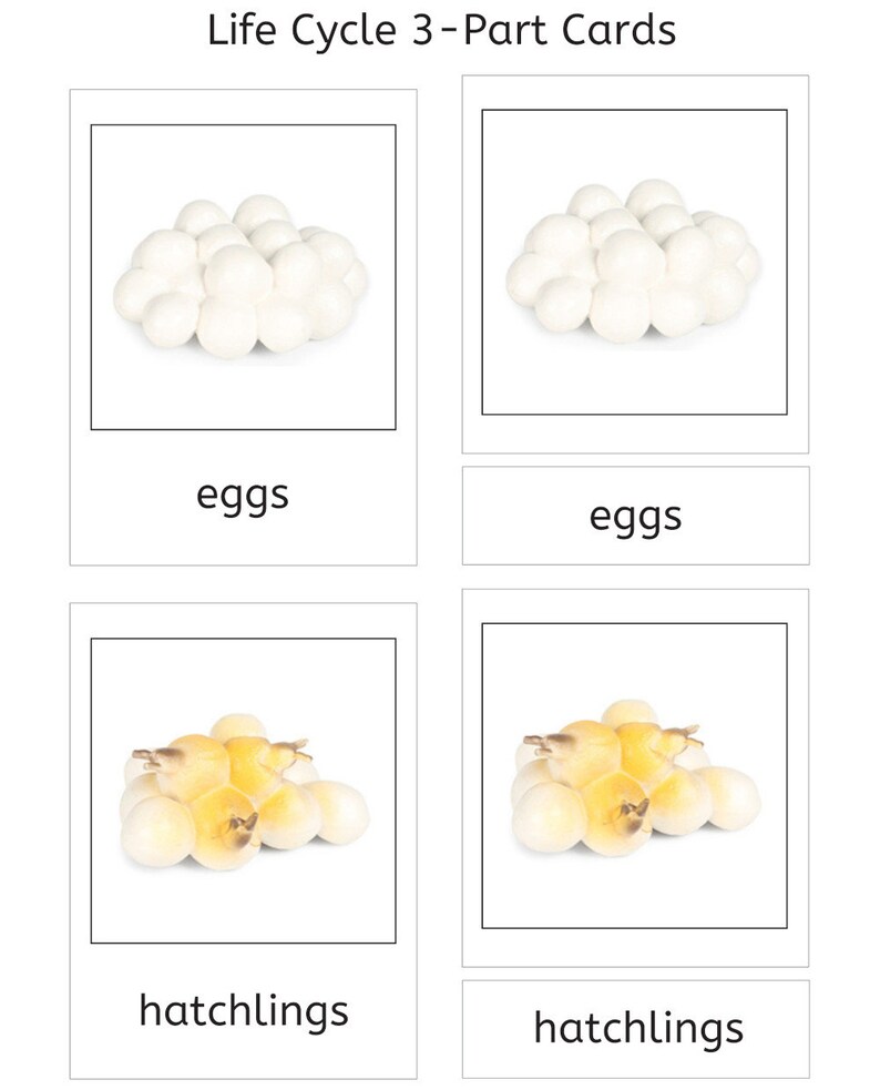 Snail Life Cycle 3part Cards & Worksheets PDF / Montessori Biology