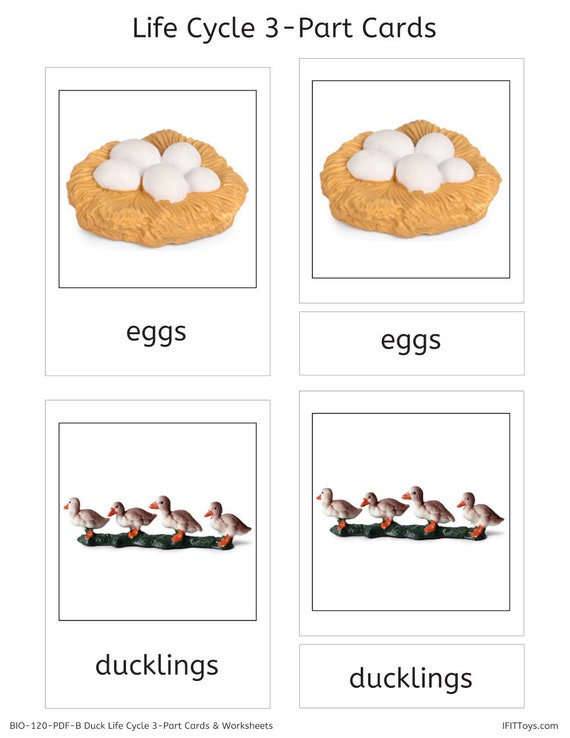 Duck Life Cycle 3-part Cards & Worksheets PDF / Montessori 