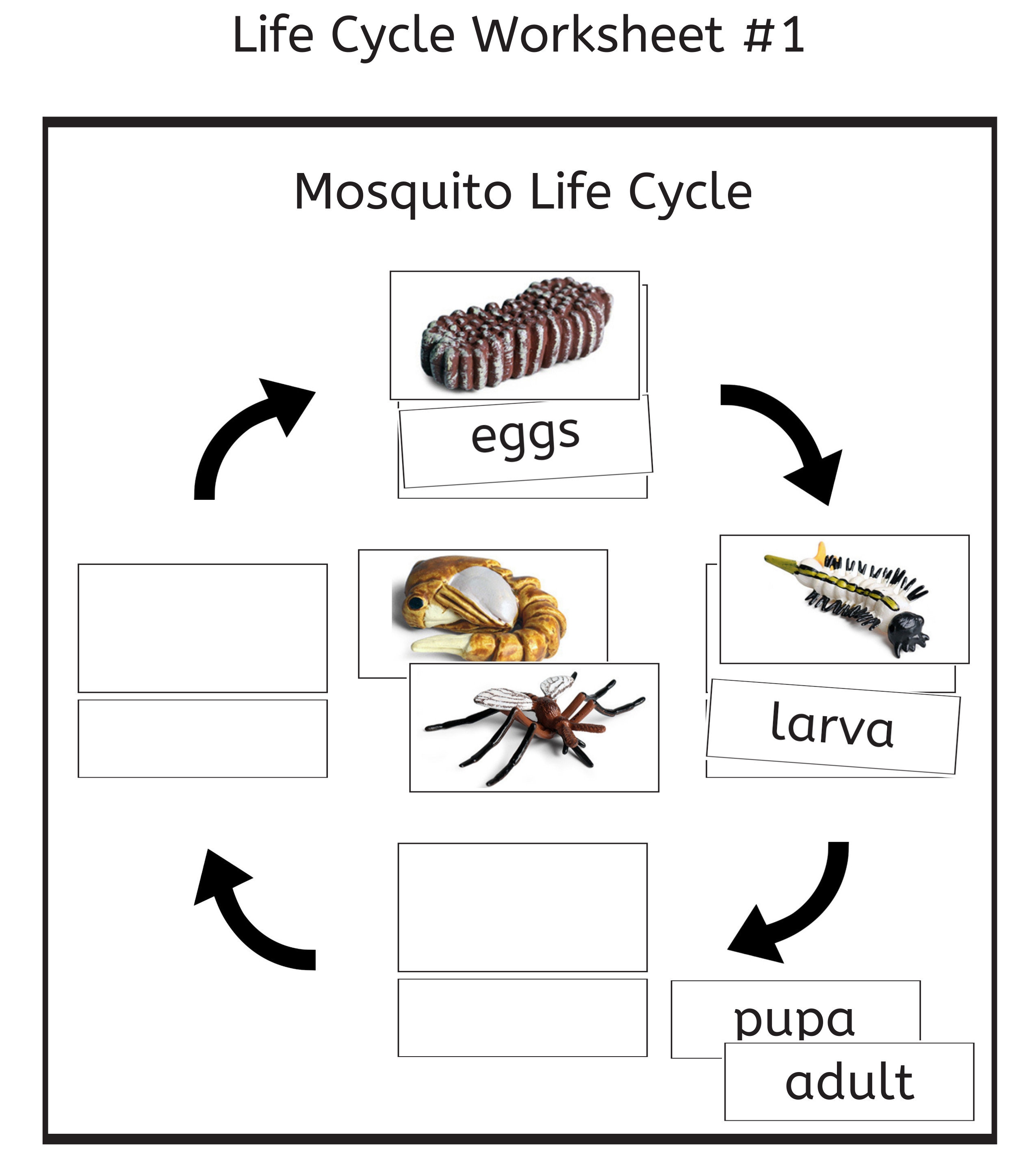 Life cycle of a mosquito worksheet