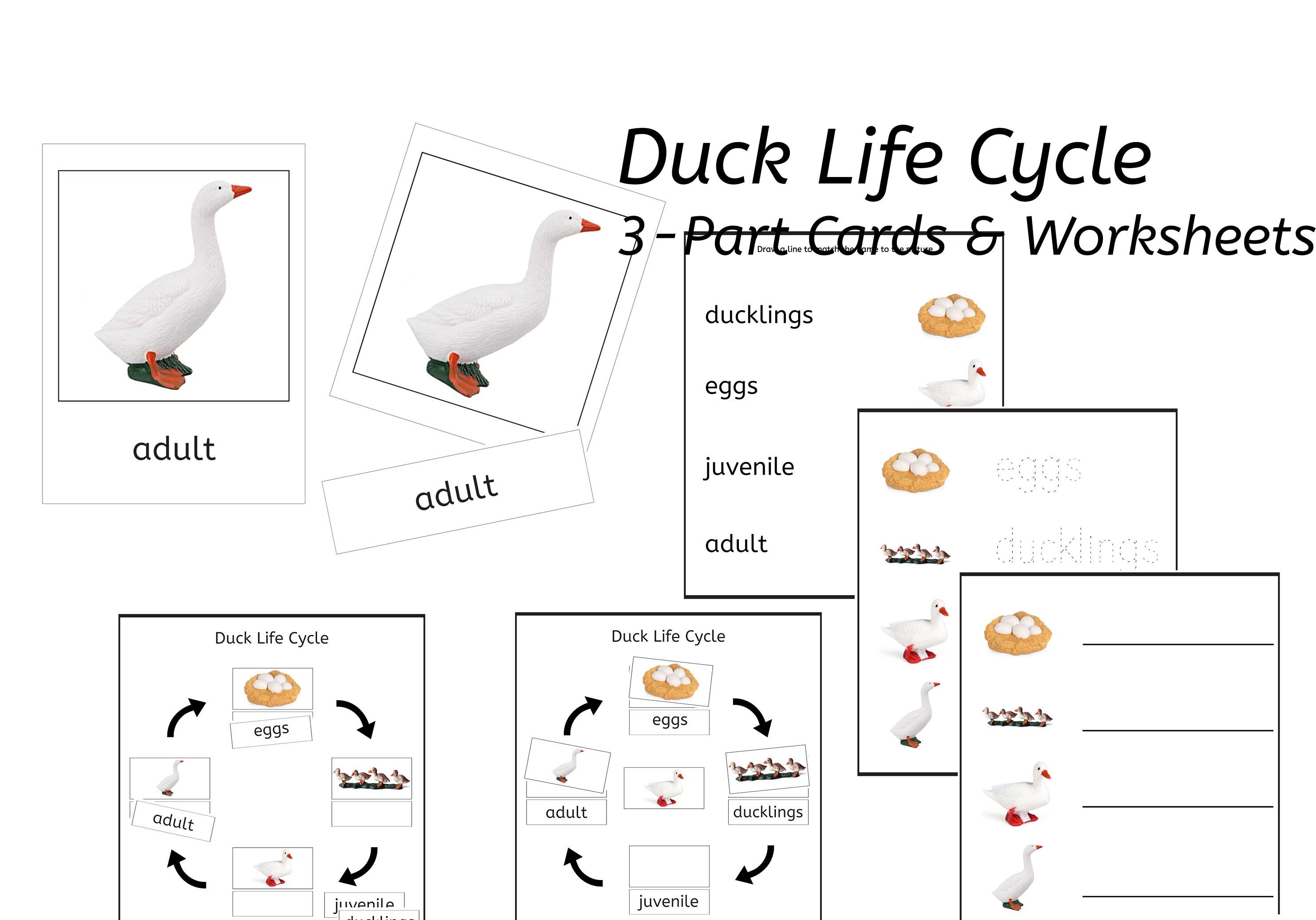 Duck Life Cycle 3-part Cards & Worksheets PDF / Montessori 