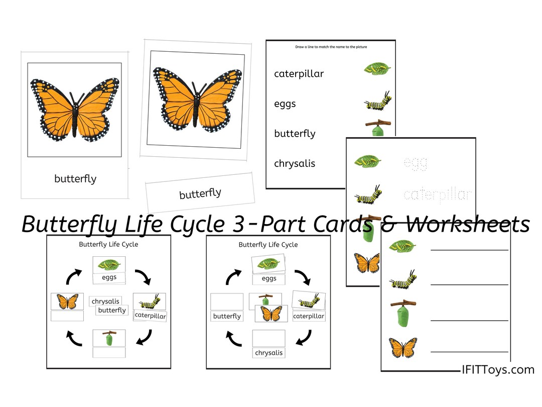 Butterfly Life Cycle 3part Cards & Worksheets PDF / Montessori Biology