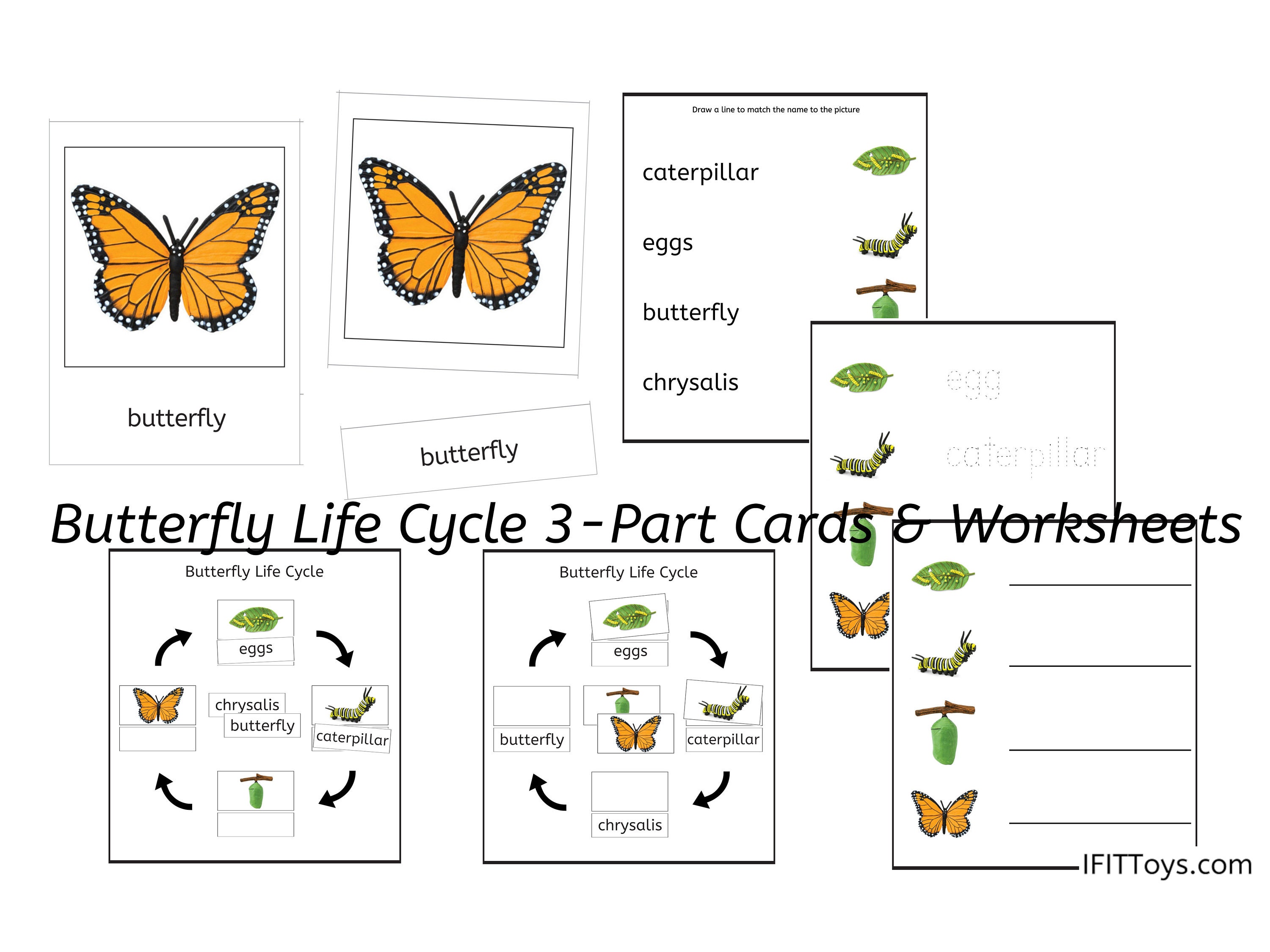 Life Cycle Of A Butterfly Worksheet Label