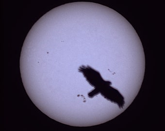 Halcón Sol