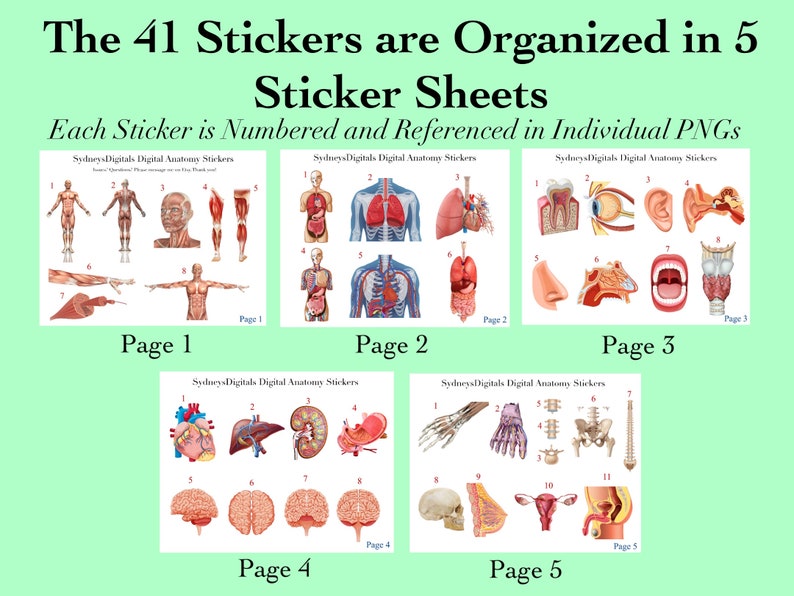 41 Anatomy Sticker Images PNG Anatomy Goodnotes Anatomy Onenote Sticker