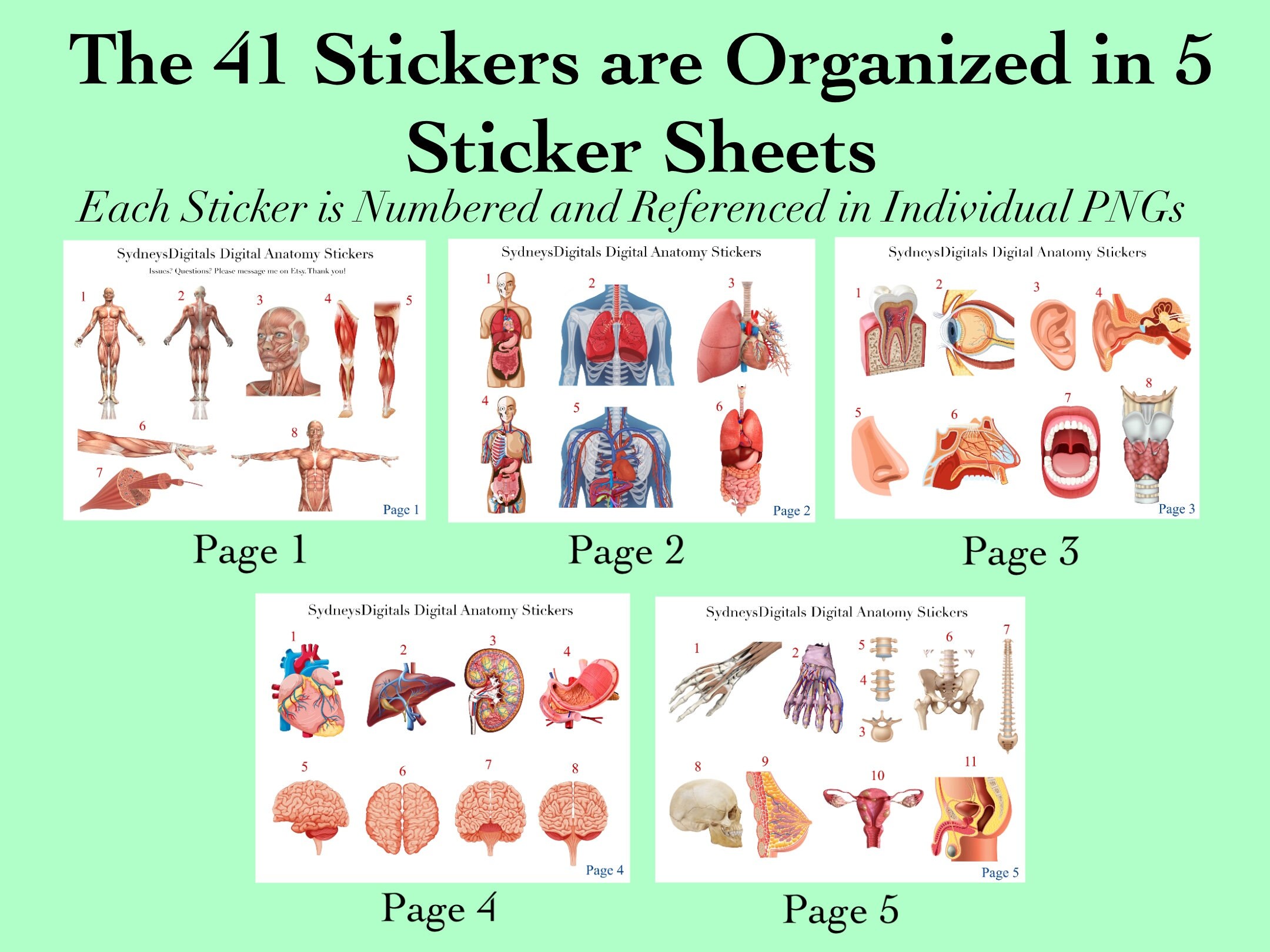 41 Anatomy Sticker Images PNG Anatomy Goodnotes Anatomy Onenote Sticker