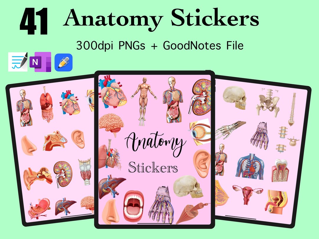 41 Anatomy Sticker Images PNG Anatomy Goodnotes Anatomy Onenote Sticker Notability Biology