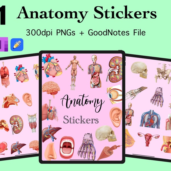 41 Anatomy Sticker Images PNG Anatomy GoodNotes Anatomy OneNote Sticker Notability Biology Science Sticker Muscle Bone Organ Medical School