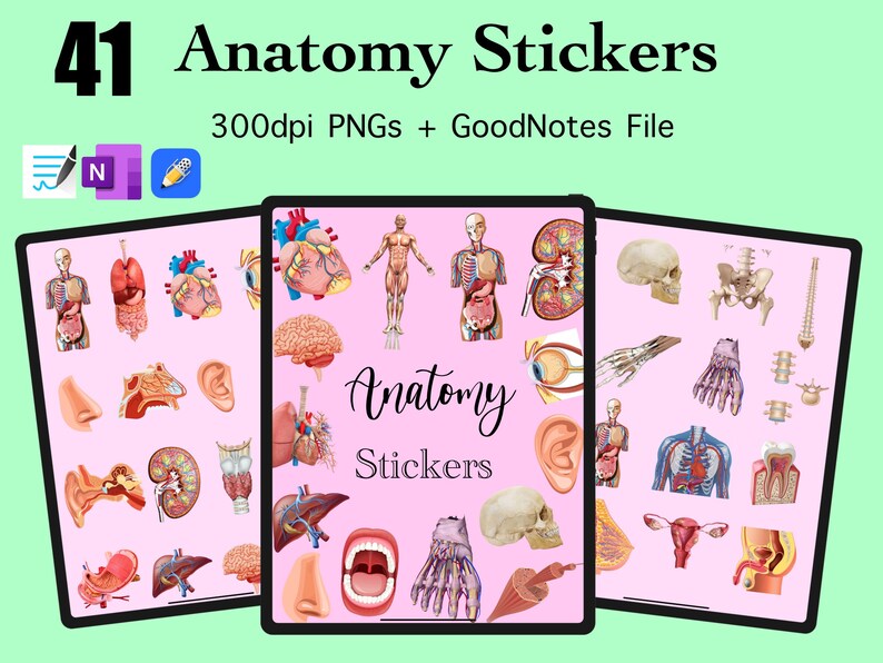 41 Anatomy Sticker Images PNG Anatomy Goodnotes Anatomy Onenote Sticker