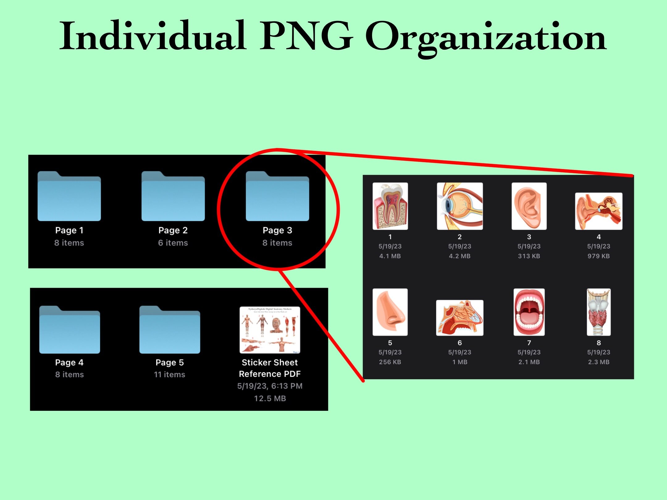 41 Anatomy Sticker Images PNG Anatomy Goodnotes Anatomy Onenote Sticker