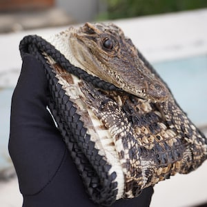 Original Color Genuine Leather Wallet/ Alligator Wallet/ Minimalist Wallet/ Handmade Walllet/ Premium Exotic Alligator Mens Wallet