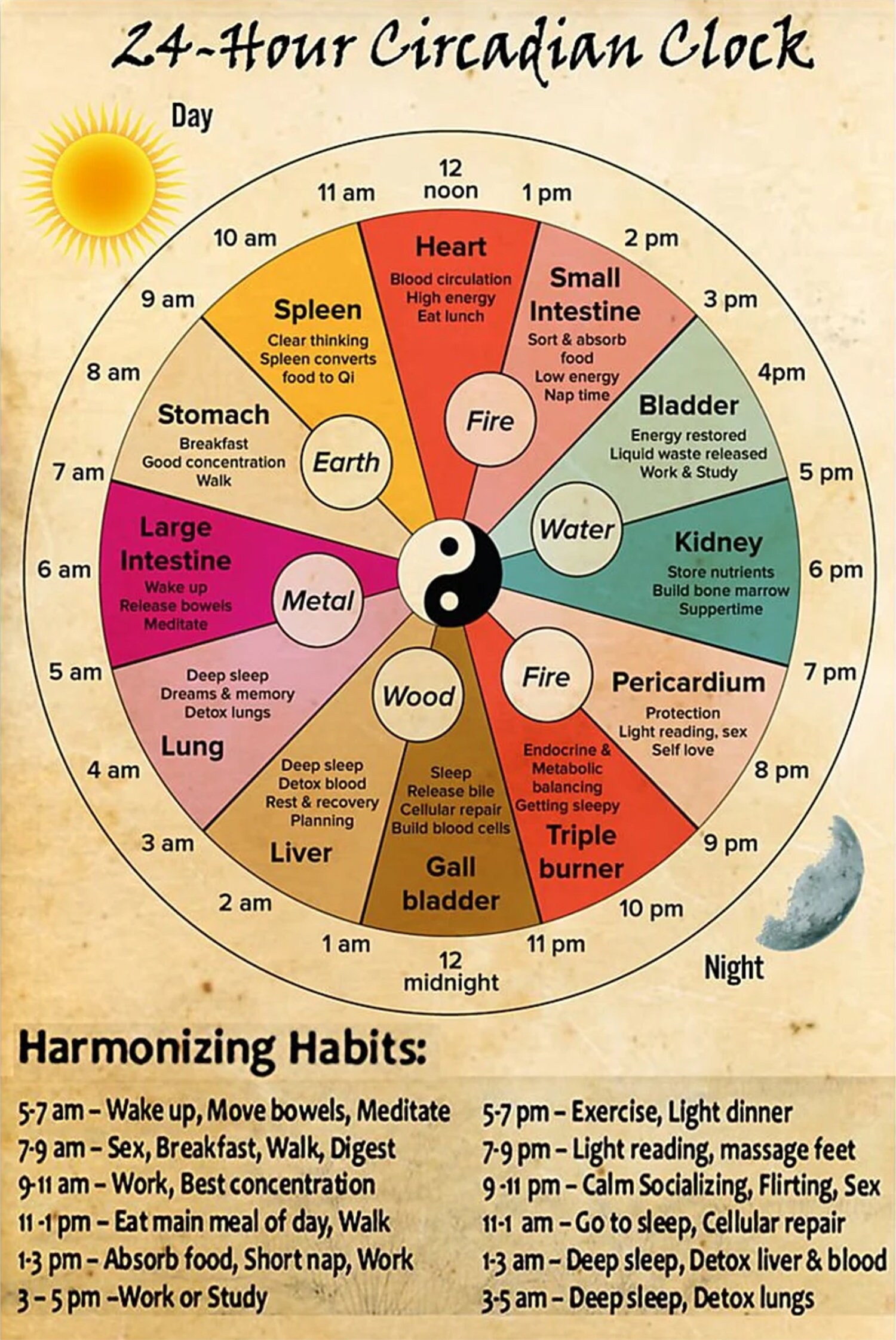 24 Hour Circadian Clock Poster Organ Clock Poster Knowledge Etsy