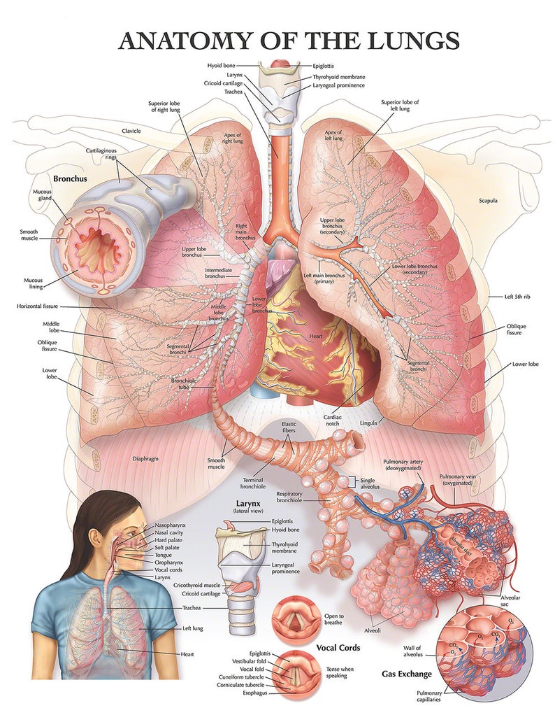Lung Poster Anatomy Of The Lungs Poster Anatomy Poster Lung Etsy Lung Poster Anatomy Of The Lungs Poster Anatomy Poster Lung Etsy
