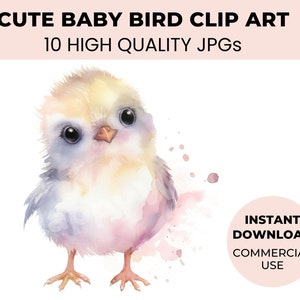 Ensemble de 10 mignon bébé oiseau Clipart - JPG de haute qualité - Clipart oiseaux - petit oiseau clipart - fabrication de cartes, artisanat, Scrapbooking, artisanat en papier