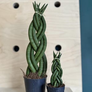 May include: Two Sansevieria cylindrica plants, or snake plants, in black pots. The larger plant is a braided style, and the smaller plant is a miniature version. The plants have green, cylindrical leaves and are displayed on a wooden surface.