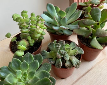 Mini Succulent, Cacti & Aloe mixed plants, houseplants, 5cm, small plant mix, terrariums, random selection,