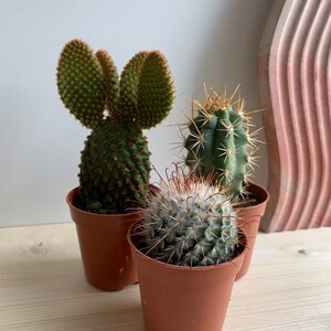 Three Wise Cacti 9.5cm main image 1