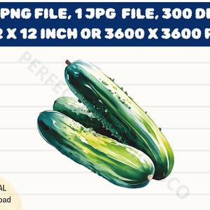 Clipart aquarelle de concombres, concombres aquarelle Png fond Transparent en téléchargement numérique, graphique imprimable de concombres