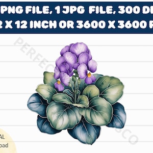アフリカン バイオレットの水彩画 PNG 印刷可能ダウンロード、アフリカン バイオレットの高品質 Jpg および PNG ダウンロード、アフリカン バイオレットのイラスト デジタル ファイル