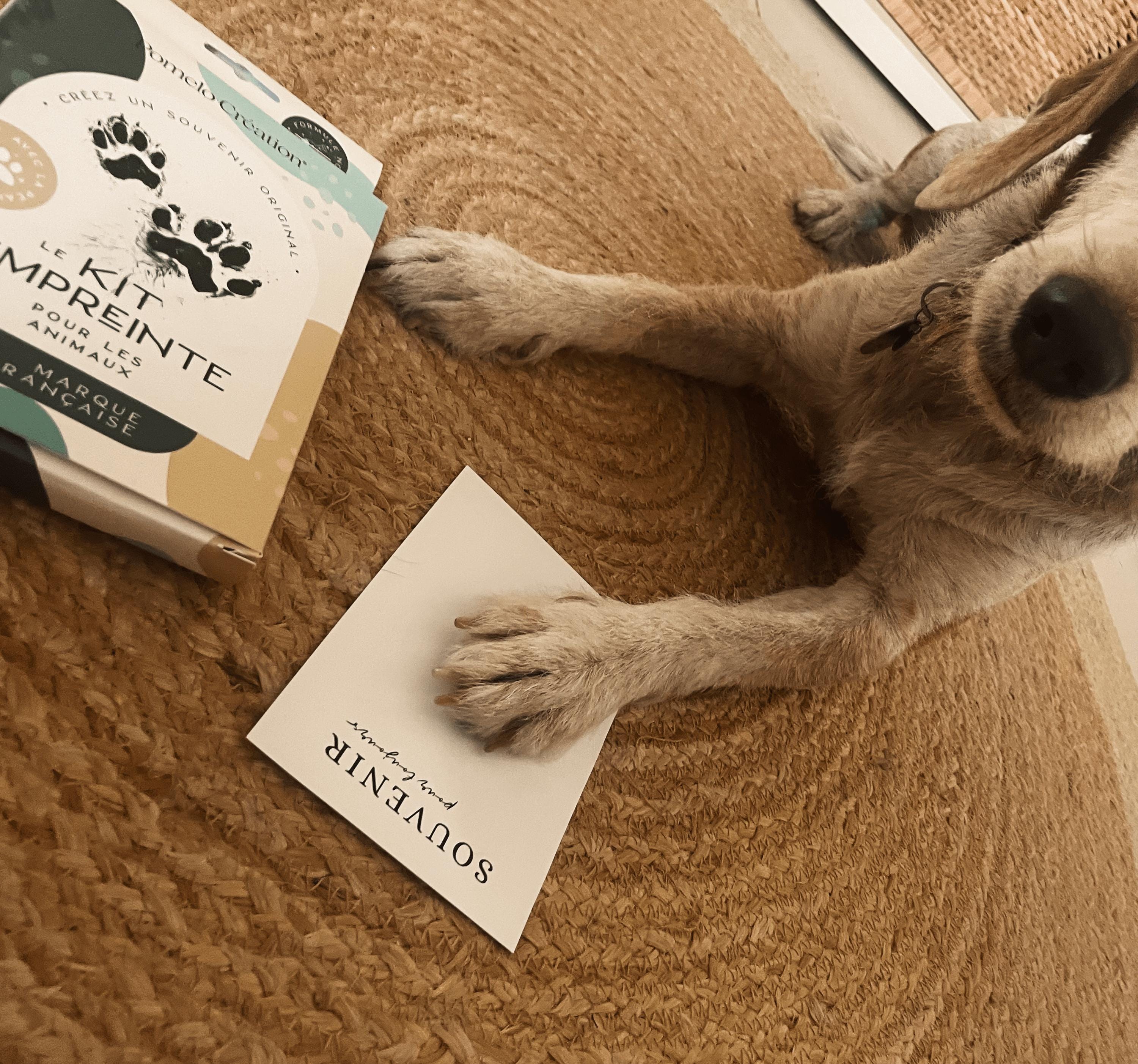 Kit Empreintes Bébé Et Animal - 4 Tampons Encreurs Non Toxiques, Pour Souvenirs Mains/pieds/patttes