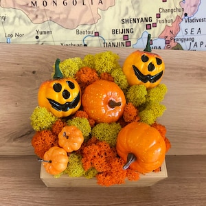 Cute Halloween Centerpiece -  Country Inspired Pumpkin Holiday Table Decor Living Moss Arrangement, Sustainable Living Botanical Arrangement