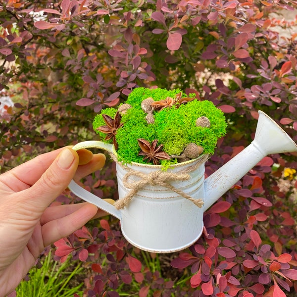 Mini-jardin | Cadeau pour amoureux des plantes | Mini arrosoir | Petit arrosoir | Anis | Mousse stabilisée, oeuvre d'art faite main, mousse, décoration fait main