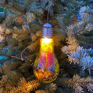 Preserved Moss Terrarium LIght, Hanging Edison Lamp, Unique Air Plant Wall Decor, Botanical Hanging Bedside Lamp, Unique String Light Bulb