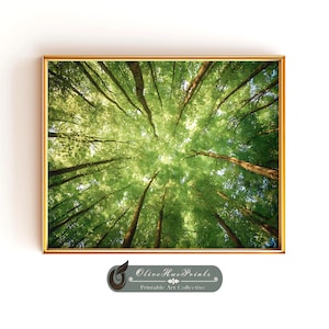 Foggy Forest Canopy Print: Green Tree Landscape (Digital Download)