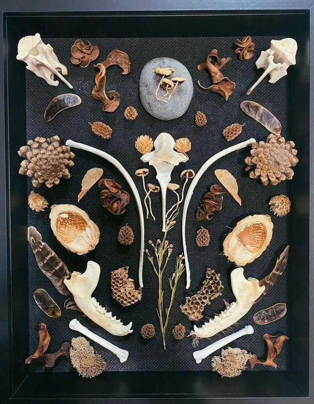 Animal Bones Decor, Shadowbox, Animal Bones Art, Forest Shadow Box ...