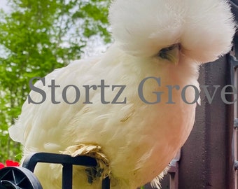 Bearded Silkie and Satin Chicken Hatching Eggs-Fertilized Hatching Eggs