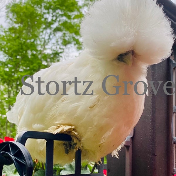 Bearded Silkie and Satin Chicken Hatching Eggs-Fertilized Hatching Eggs