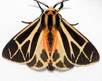 Mounted Butterfly Specimen: Harnessed Tiger Moth, Apantesis Phalerata, framed butterfly collage art, 4x4 tabletop frame