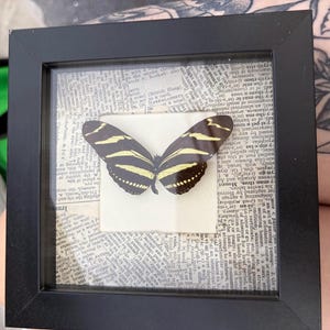May include: A framed butterfly specimen with black and yellow striped wings. The butterfly is mounted on a white square against a backdrop of vintage newspaper clippings. The frame is black.