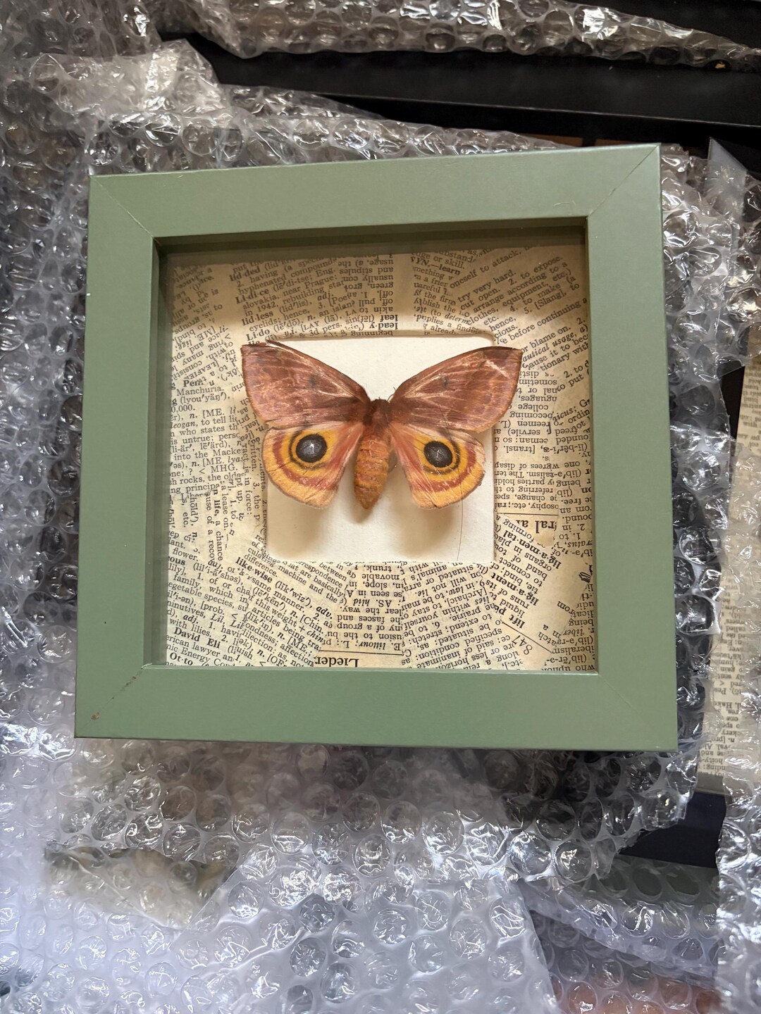 1 Real Framed Moth / Mounted Moth Specimen: Automeris Io, Peacock Moth ...